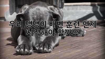 🐶 우리 댕댕이 배변 훈련, 언제 시작해야 할까요? 🚽